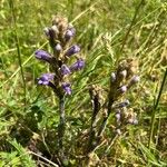 Phelipanche purpurea Fula