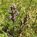 Orobanche purpurea Virág