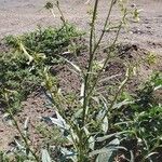 Nicotiana quadrivalvis Fulla