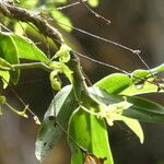 Angraecum obversifolium برگ