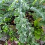 Senecio vernalis Leaf