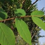 Decaisnea insignis Hoja