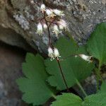 Heuchera rubescens Celota