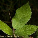 Rubus questieri Blad