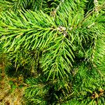 Abies nordmanniana Feuille