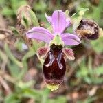 Ophrys scolopaxFlower