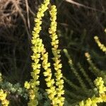 Arthrocnemum macrostachyum Likasa
