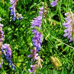 Vicia cracca Blomma