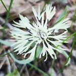 Centaurea cheiranthifolia Blodyn