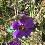 Eustoma exaltatum Cvet