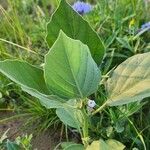 Astripomoea lachnosperma Leaf