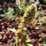 Amaranthus graecizans फूल