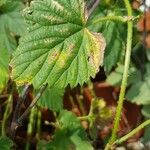 Humulus lupulusLeaf