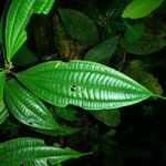Clidemia ombrophila Hoja