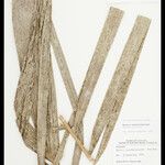 Bactris acanthocarpoides Folla