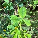 Cytisus arboreus Hoja