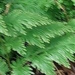 Selaginella umbrosa Leaf
