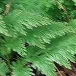 Selaginella umbrosa Leht