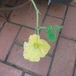 Cucurbita pepoFlower