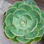 Echeveria secunda叶