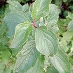 Cornus sanguinea Leaf