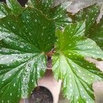 Begonia aconitifolia Blad