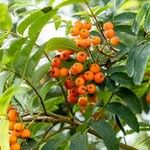 Sorbus aucuparia Φρούτο