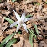 Erythronium albidum Λουλούδι