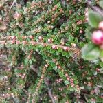 Cotoneaster nan-shan പുഷ്പം