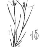 Carex bushii Blüte