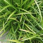 Carex morrowii 葉