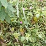 Ipomoea setifera Ліст