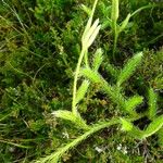 Lycopodium clavatum Habit