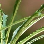 Salix viminalis Hoja