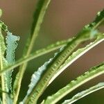 Salix viminalis Leaf