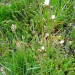 Saxifraga granulata 整株植物