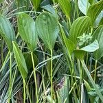 Sagittaria lancifolia Blad