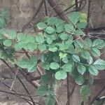 Tecomaria capensis Blatt