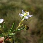 Spergularia media Corteccia