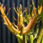 Euphorbia tirucalli Lehti