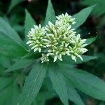 Eupatorium cannabinumFlower