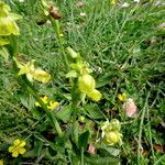 Ophrys × arachnitiformis Habitus