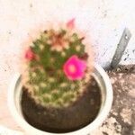 Mammillaria spinosissimaFlower