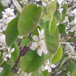 Amelanchier × lamarckii Лист