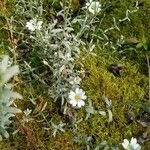 Cerastium tomentosumBlüte