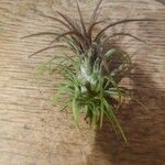 Tillandsia ionanthaDeilen