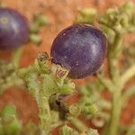 Gaertnera paniculata Fruit