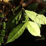 Gnetum africanum Leaf