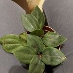 Peperomia quadrangularis Leht