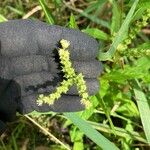 Penthorum sedoides Fruit